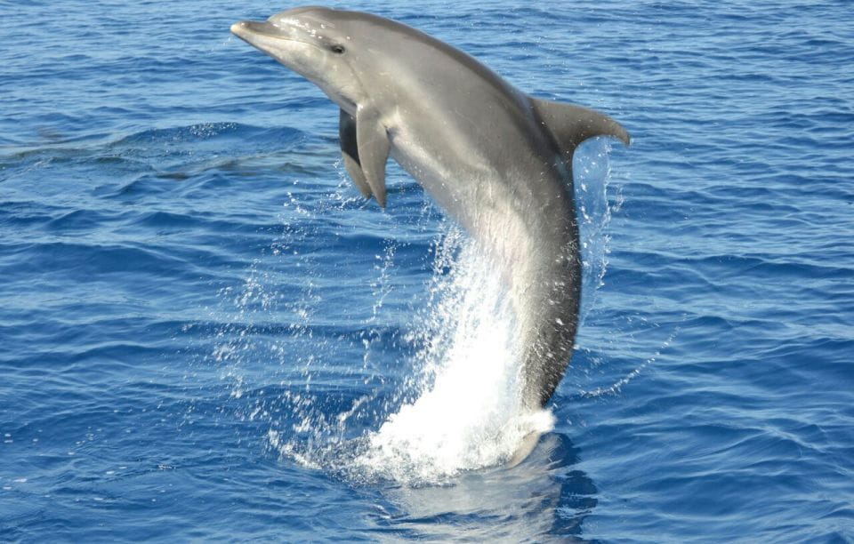 Gran Canaria: Dolphin and Whale Watching Cruise - Customer Ratings