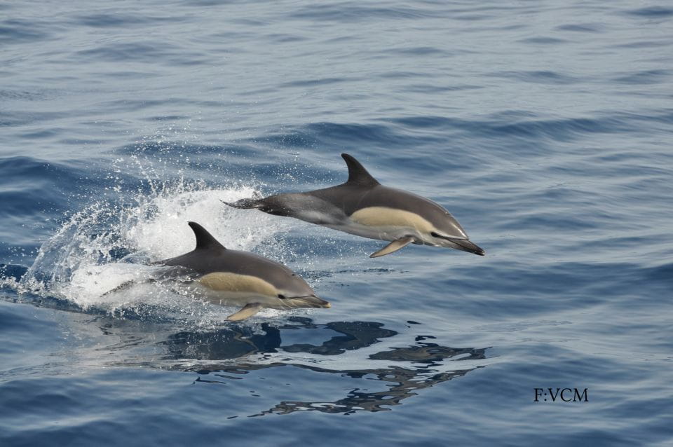 Gran Canaria: Dolphin and Whale Watching Cruise - What to Bring