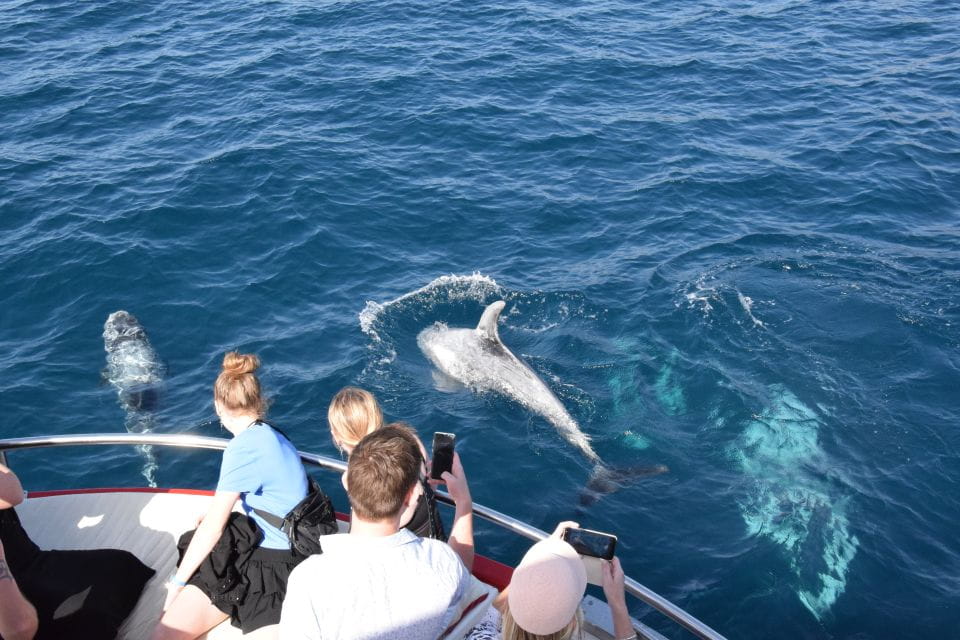 Gran Canaria: Dolphin and Whale Watching Cruise - Booking Information