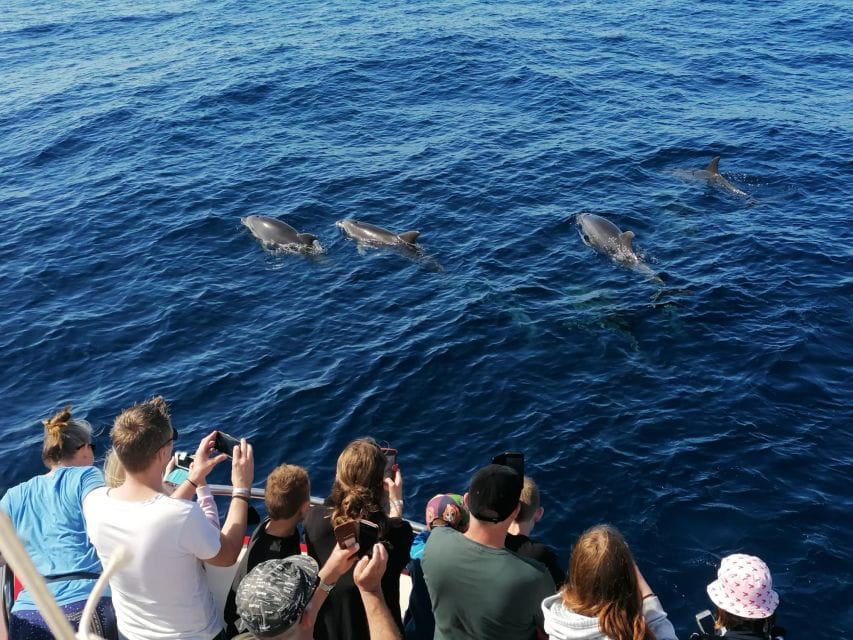 Gran Canaria: Dolphin and Whale Watching Cruise - Tips for an Enjoyable Experience