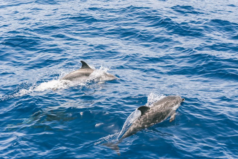 Gran Canaria: Dolphin and Whale Watching Cruise - What to Expect Onboard