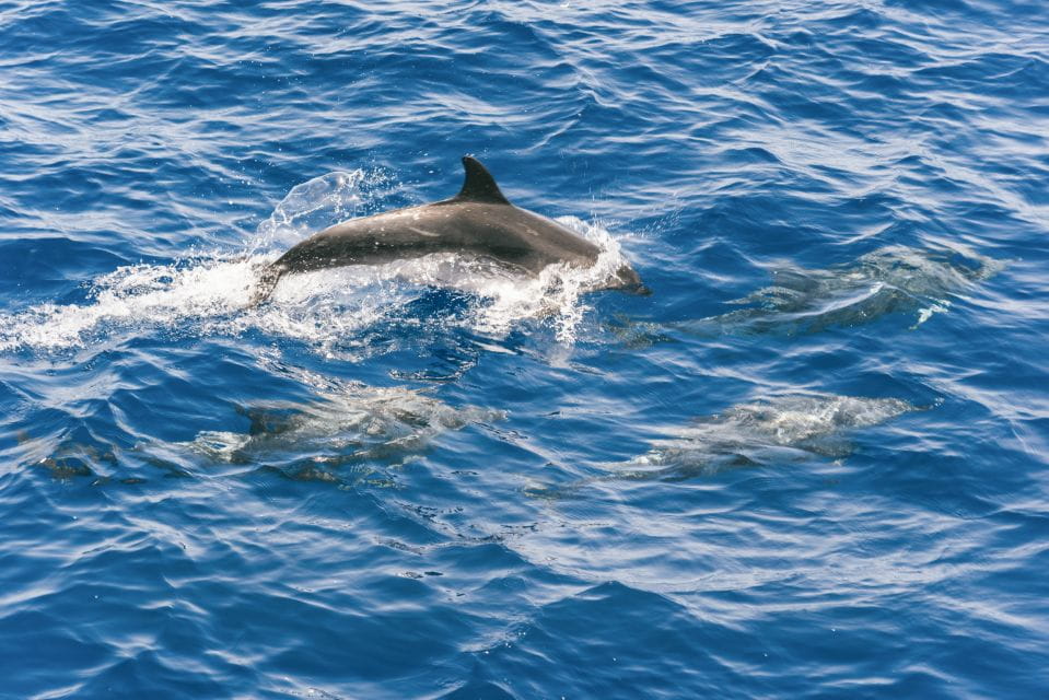 Gran Canaria: Dolphin and Whale Watching Cruise - Things To Know