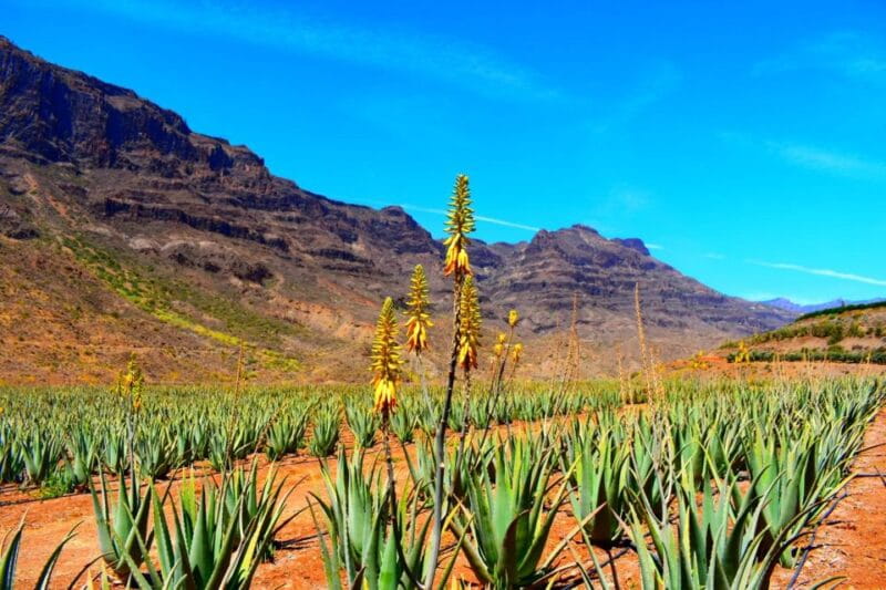 Gran Canaria: Full-Day VIP Tour by Bus - Final Thoughts