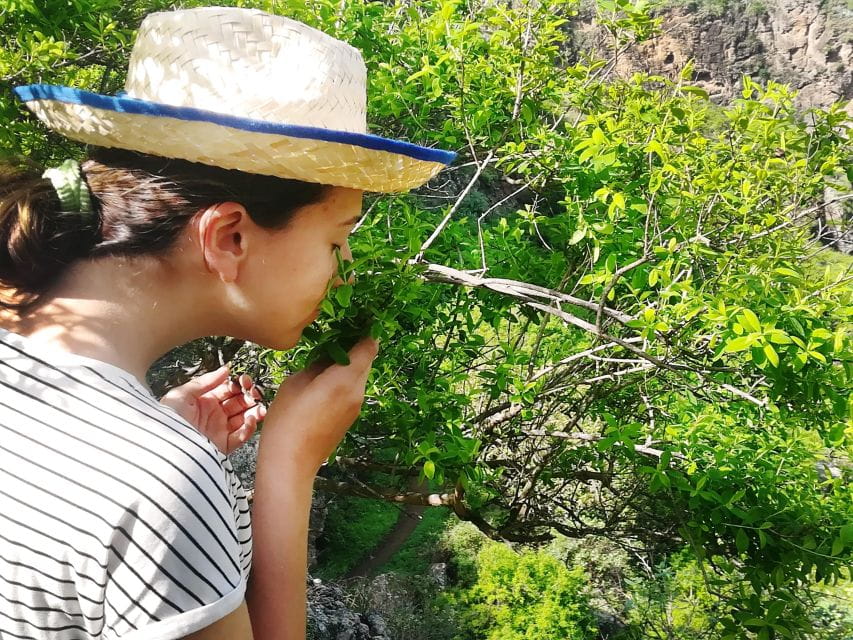 Gran Canaria: Green Witchcraft in the Magic Island - Key Points