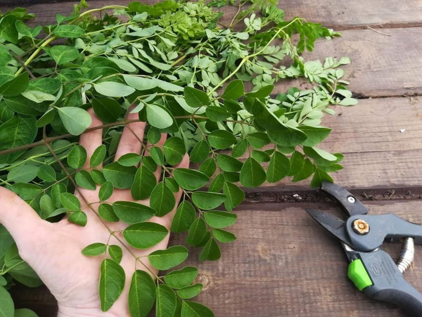 Gran Canaria: Green Witchcraft in the Magic Island - Important Participation Information