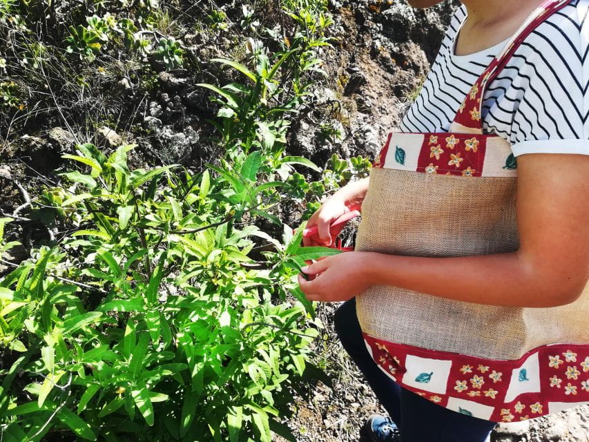 Gran Canaria: Green Witchcraft in the Magic Island - What to Expect on the Hike