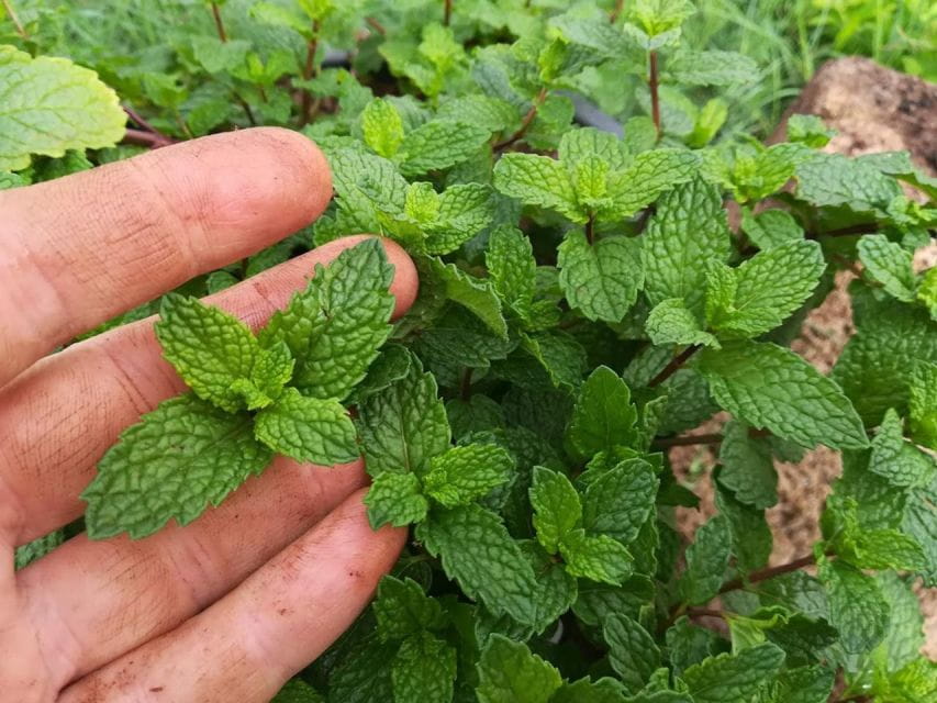 Gran Canaria: Green Witchcraft in the Magic Island - Customer Feedback and Ratings