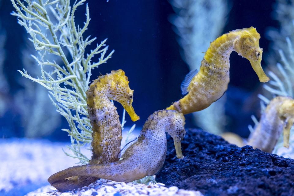 Gran Canaria: Poem of the Sea Skip-the-Line Ticket - Tips for a Great Visit