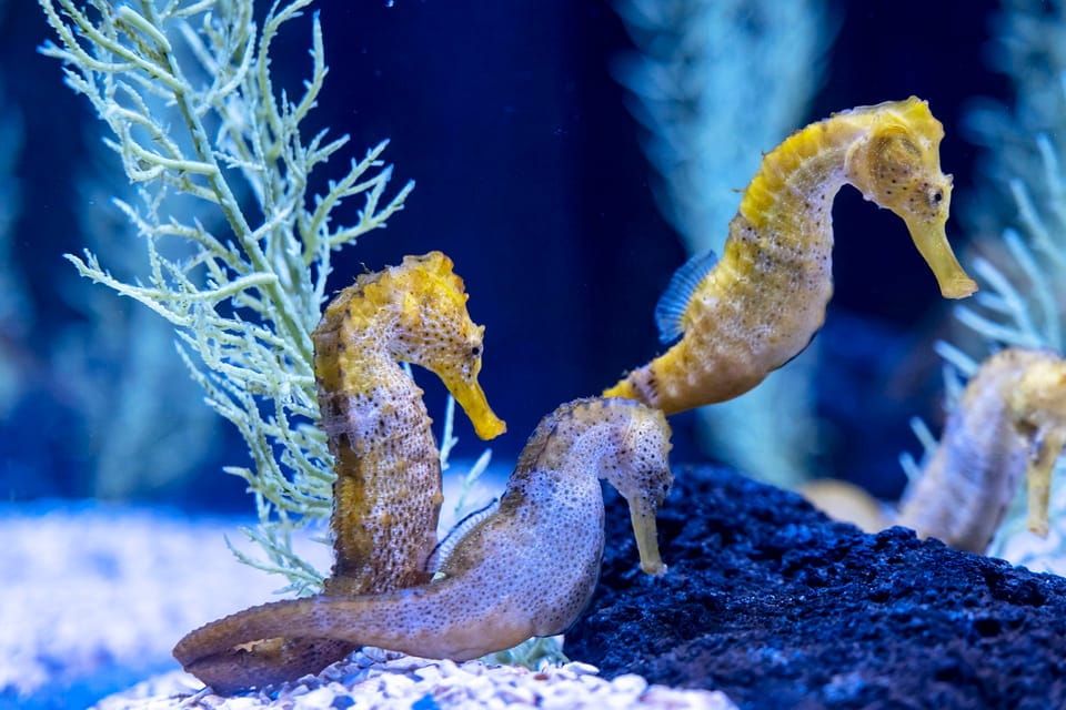 Gran Canaria: Poem of the Sea Skip-the-Line Ticket - Things To Know