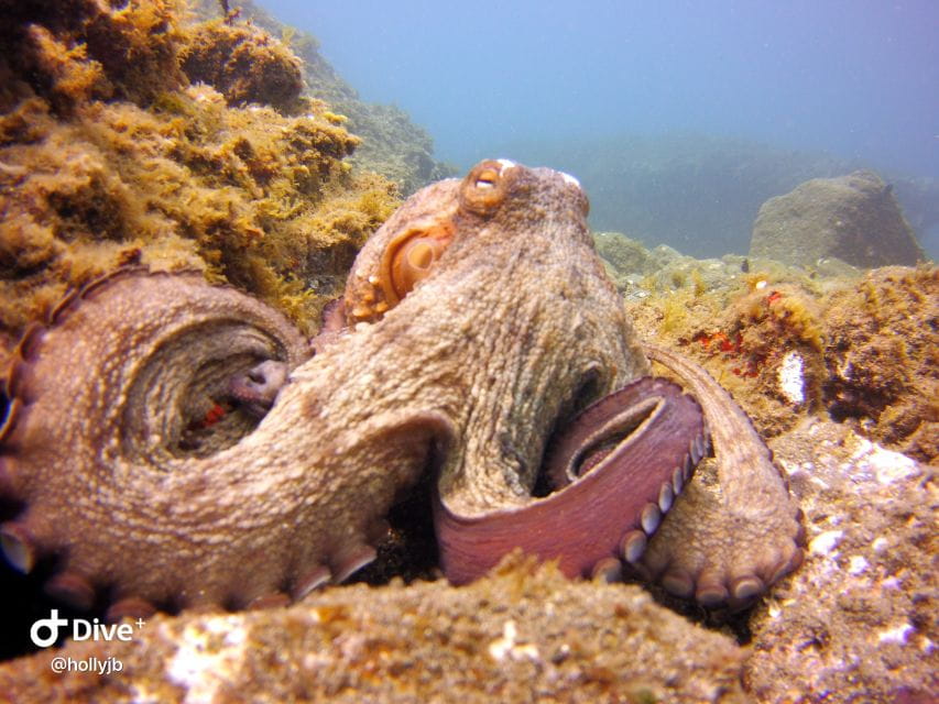 Gran Canaria: Try Scuba Diving for Beginners - Things To Know