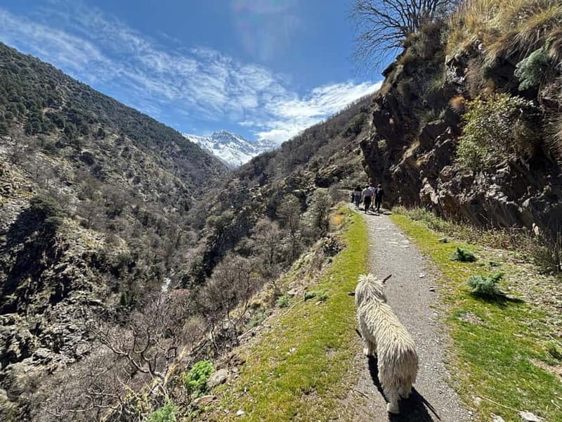 Granada: High Sierra Nevada Hiking Tour to 3000 Meters - The Journey Begins: From Granada to the Mountain Heights