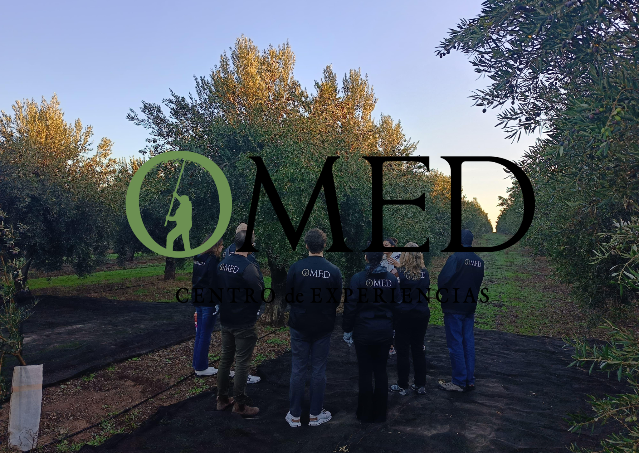 Granada in Evoo: Olive Grove Guided Tour and Sensory Tasting - Key Points