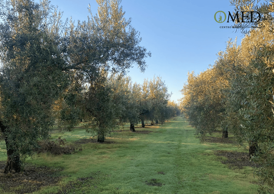 Granada in Evoo: Olive Grove Guided Tour and Sensory Tasting - Detailed Itinerary