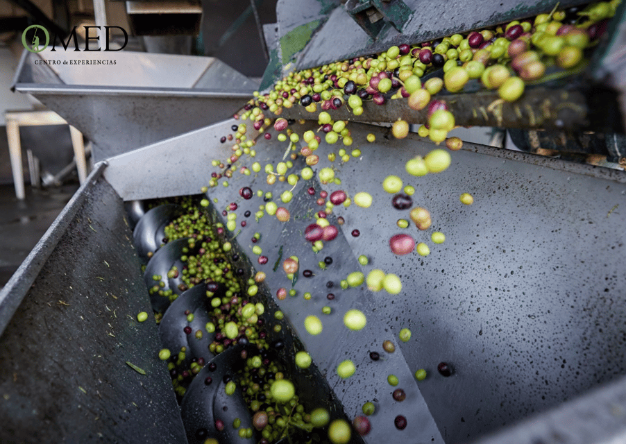 Granada in Evoo: Olive Grove Guided Tour and Sensory Tasting - Booking Process