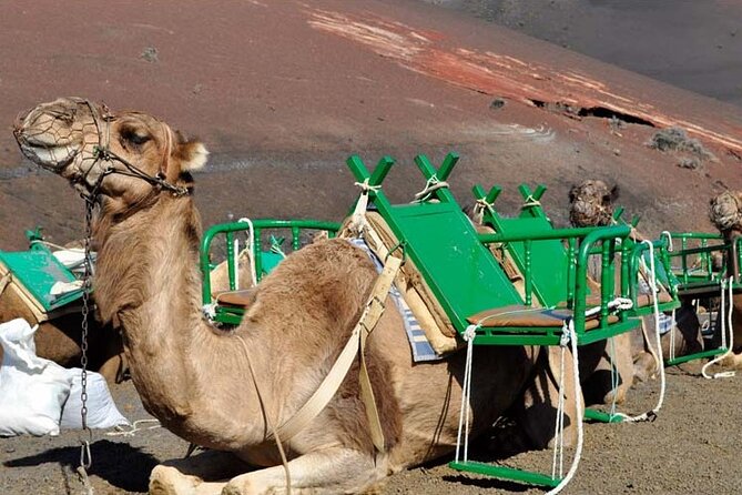 Grand Tour to Timanfaya and Jameos Del Agua for Cruise Passengers - Overview of the Tour