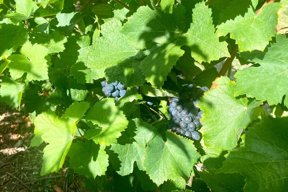 Grand Vintage Private Champagne Moet Chandon Veuve Clicquot - Visit to Hautvillers Village