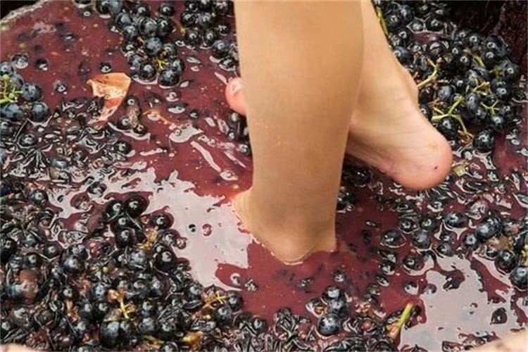 Grape Stomping in Provence - Key Points / Takeaways