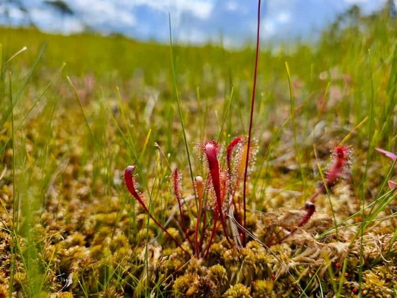 Great emeri Bog & Swamp Forest Hiking Adventure - Price and Value