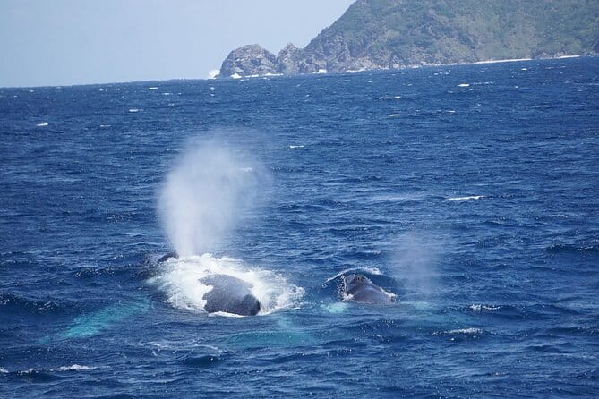 Great Whale Watching at Kerama Islands and Zamami Island - Inclusions