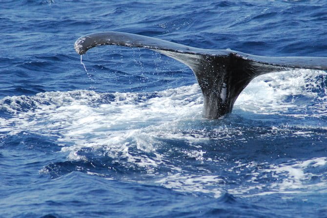 Great Whale Watching at Kerama Islands and Zamami Island - Tour Details