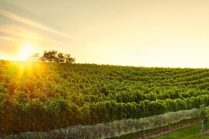 Great Wine Tour in Small Carpathian Hills - Key Points / Takeaways