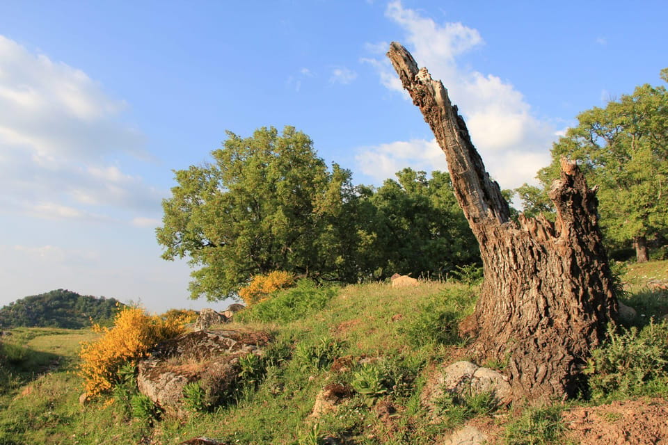 Gredos: Guided Hike in the Vettón Forest - Booking and Cancellation Policy