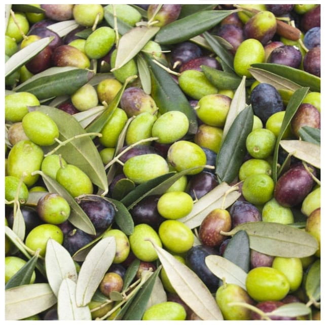 Greece: Private Olive Oil Tasting and Corinth Canal Tour - Price and Value Analysis