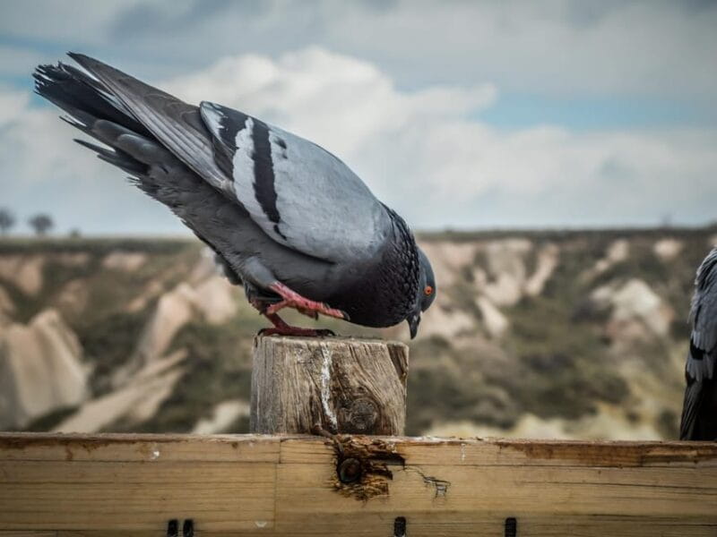 Green Tour Cappadocia (small group) with lunch and ticket - Ihlara Valley: Walking Amidst Nature and History