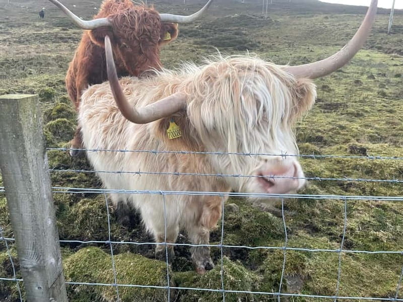 Greenock: Loch Lomond & The Trossachs National Park Tour - The Itinerary: A Day in the Scottish Countryside and Highlands