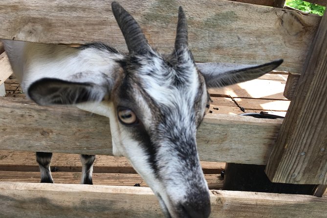 Grenada in a Nutshell- Deluxe Island Tour - Discovering Hidden Gems