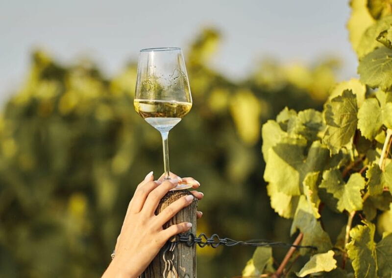 Grimaud: Horseback Riding & Wine Tasting in Maures Forest - Key Points / Takeaways