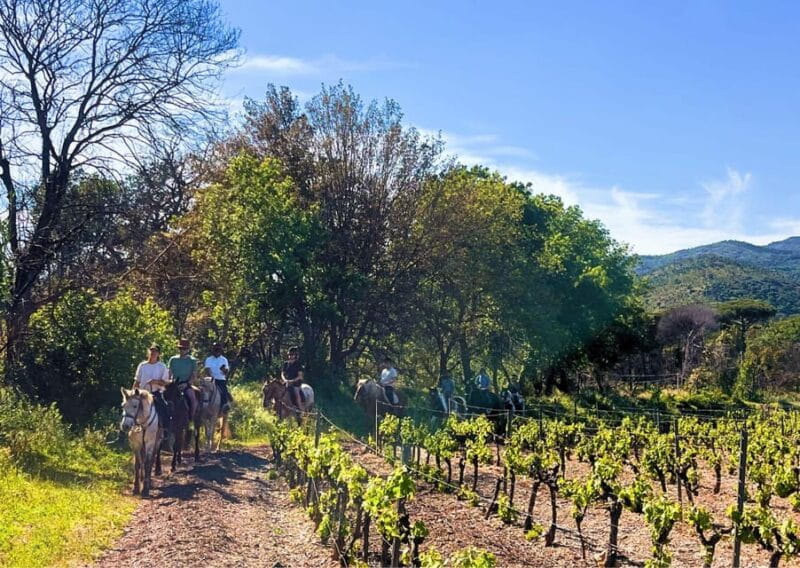 Grimaud: Horseback Riding & Wine Tasting in Maures Forest - Price and Value: Is it Worth $90?
