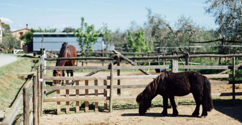 Grosseto: visit the family farm with tasting of local food - Up Close and Personal with the Animals