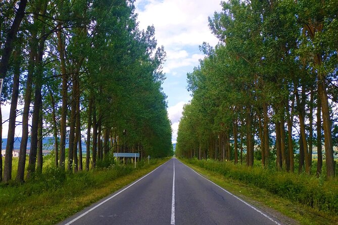 Gudauri Tour With Sabaduri Forest, Ananuri, Panorama Gudauri - Available Activities