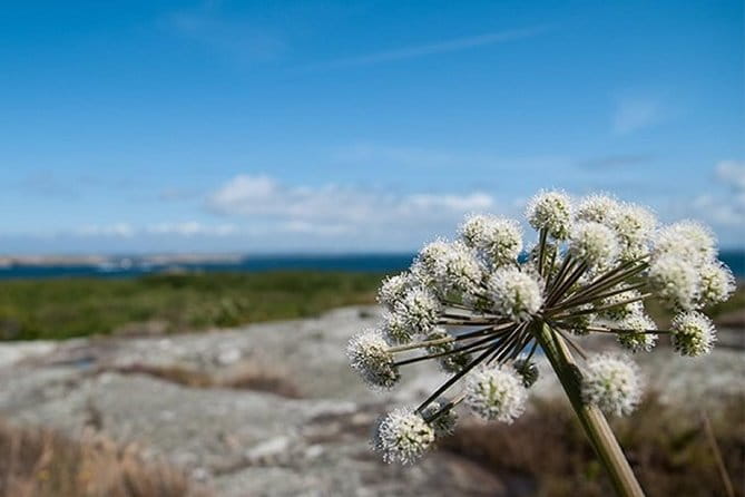 Guided boat tour to Vinga in Gothenburg - What to Expect from the Itinerary