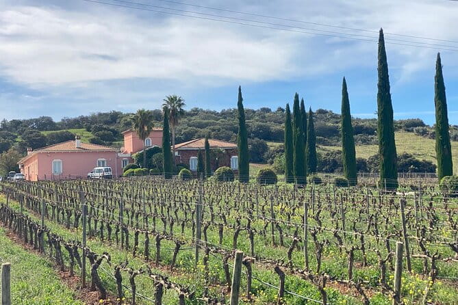 Guided Cellar Tour and wine tasting - Discovering the Heart of Ronda’s Winery Scene