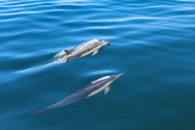 Guided Dolphin Watching in the Arrábida Natural Park - An Exciting Look at Guided Dolphin Watching in Portugal’s Arrábida Natural Park