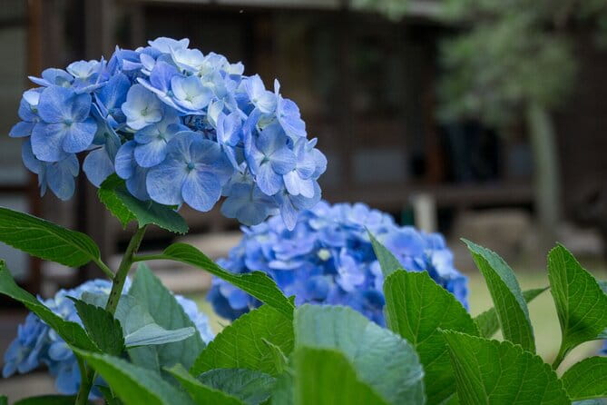 Guided Garden Walk: Nagoya Castle, Gardens & Historic Estate - Key Points