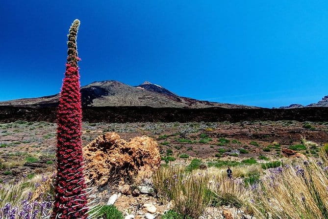 Guided Hike - The Tajinaste Trail - Key Points & Takeaways