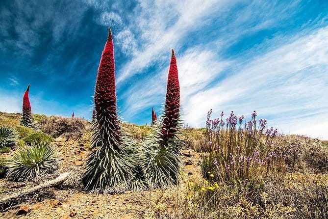 Guided Hike - The Tajinaste Trail - Price, Value, and Booking