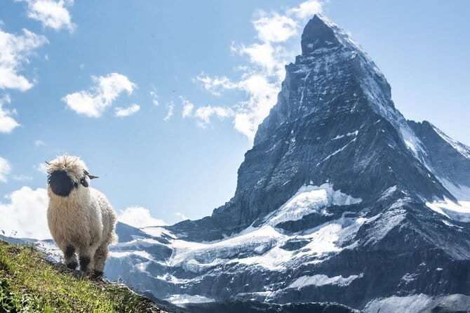 Guided Hiking Full Day in Zermatt - Key Points and Takeaways