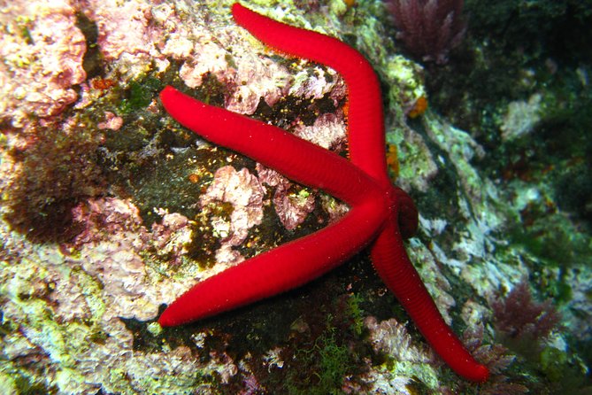 Guided Immersion - Operating Hours