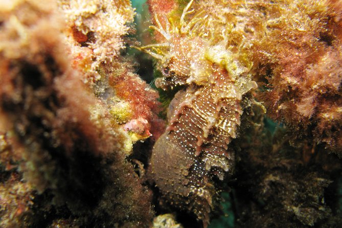 Guided Immersion - Participation Requirements