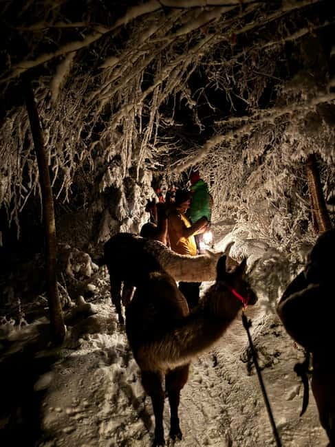 Guided llamawalk with a traditional, homemade cheesefondue - Final Thoughts: Who Will Find This Tour Most Rewarding?