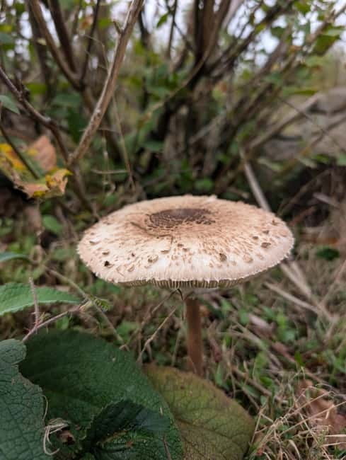 Guided Nature Tour: Pilgrims Way & Bigbury Fort - FAQ