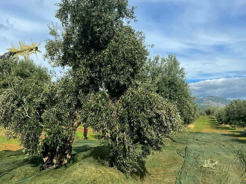Guided Olive Oil Farm, Calabrian Lunch & Nicotera Tour - Practicalities: What to Know Before Booking