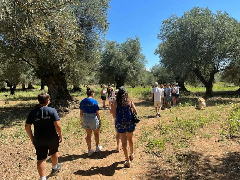 Guided Olive Oil Farm, Calabrian Lunch & Nicotera Tour - Who Would Love This Tour?