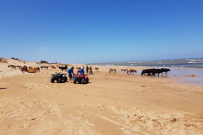 Guided Quad Ride in Essaouira (1 Hour). (Free Transfer) - Tour Type