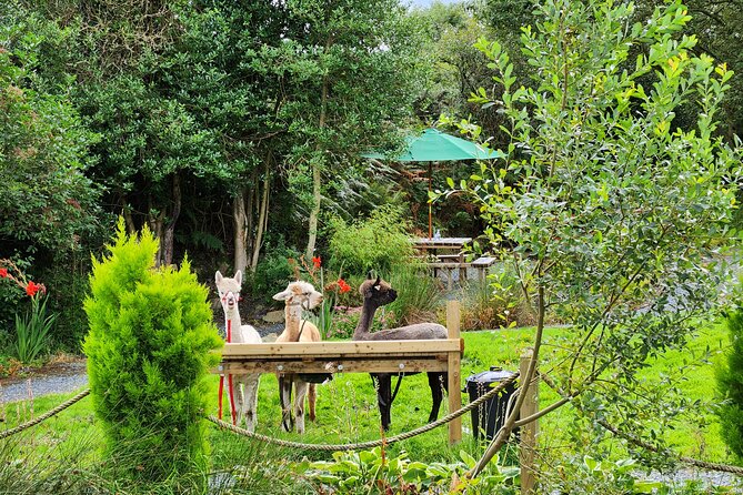 Guided Scenic Alpaca Trekking Experience Northern Ireland - Key Highlights of the Trek