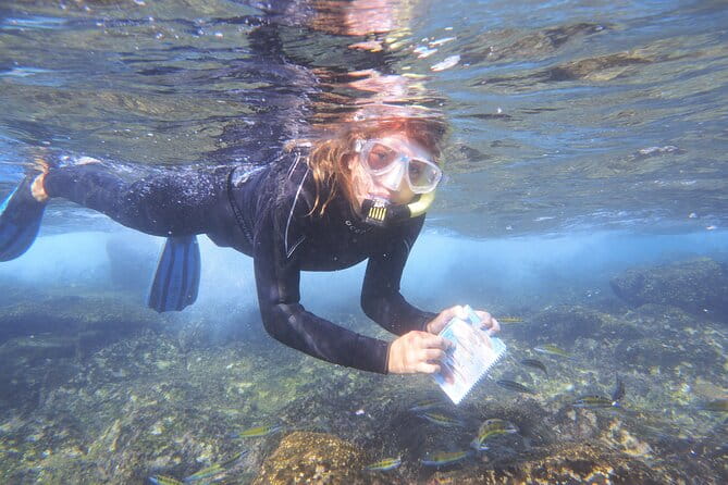 Guided Snorkeling Experience - Key points / Takeaways